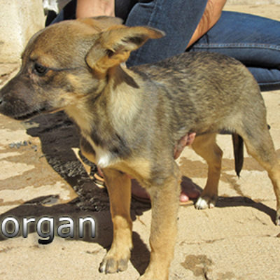 Morgan-(6)web