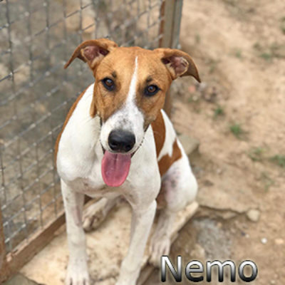 Nemo-(1)web