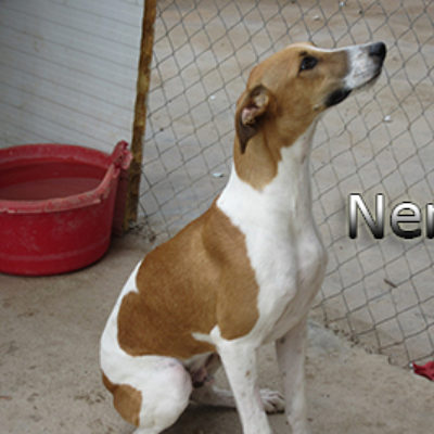 Nemo-(2)web