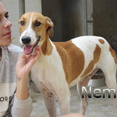 Nemo-(6)web