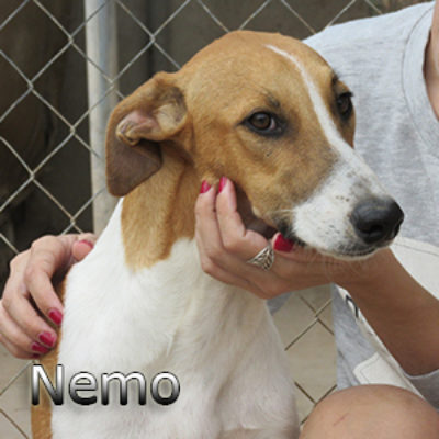 Nemo-(7)web