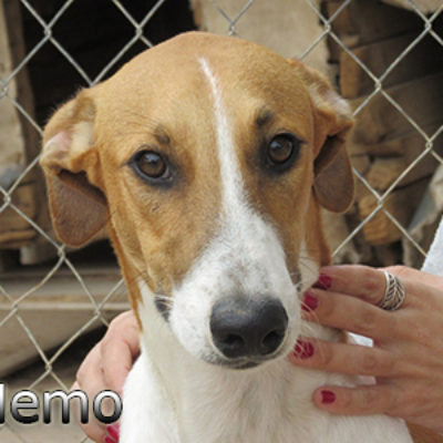 Nemo-(8)web