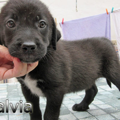Salvia-(7)web