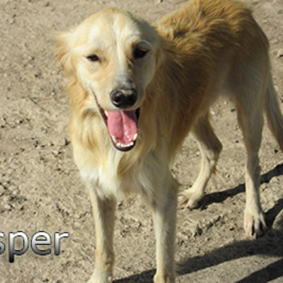 Casper-(10)web