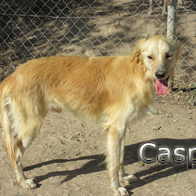 Casper-(11)web