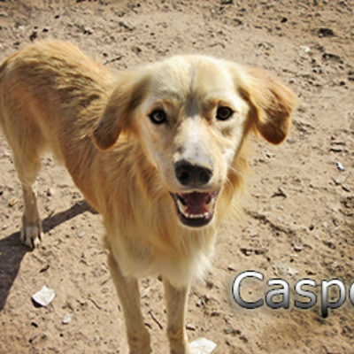Casper-(2)web