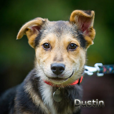 Dustin-(11)web