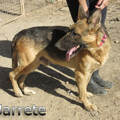 Jarrete-(10)web