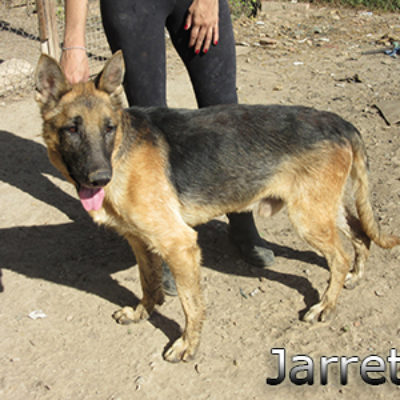 Jarrete-(11)web