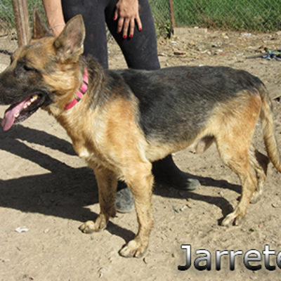 Jarrete-(12)web