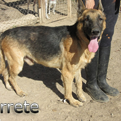 Jarrete-(6)web
