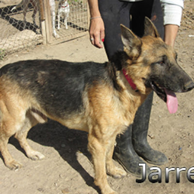 Jarrete-(7)web