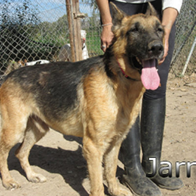 Jarrete-(8)web