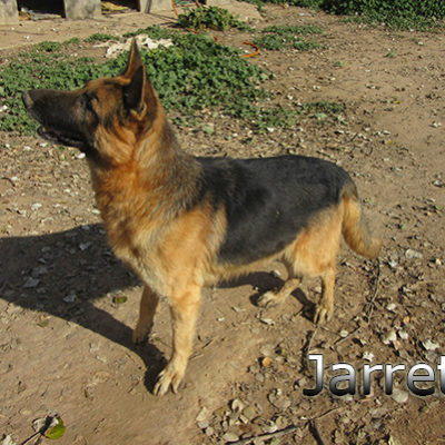 Jarrete_Update_14012020-(2)web