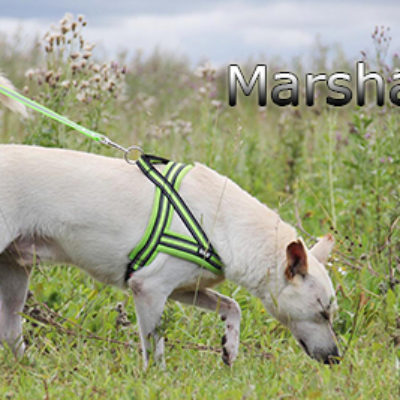 Marshal-(Маршал)-(3)web