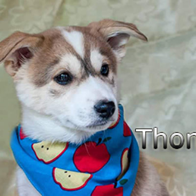 Thomas-(Томас)-(2)web