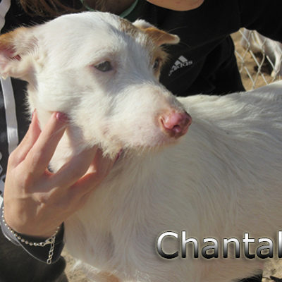 Chantal-(1)web