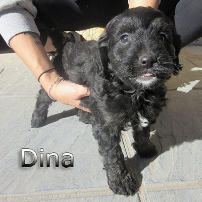 Dina-(6)web