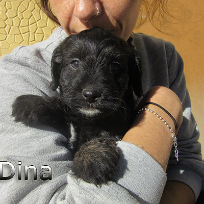 Dina-(7)web