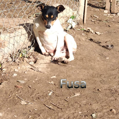 Fusa-(1)web