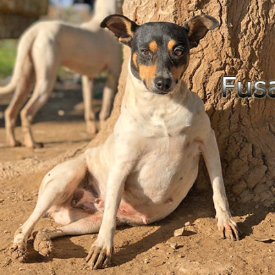 Fusa-(4)web