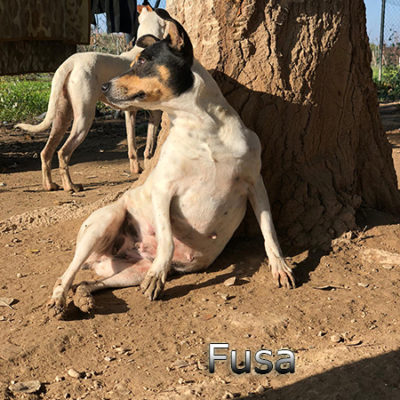 Fusa-(5)web