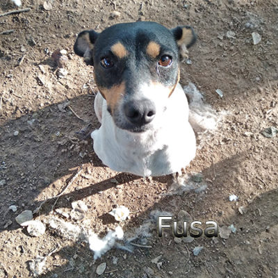 Fusa-(6)web