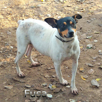 Fusa-(9)web