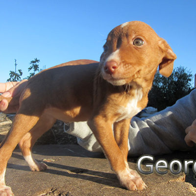 Georgia-(3)web