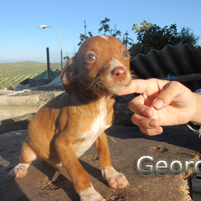 Georgia-(6)web