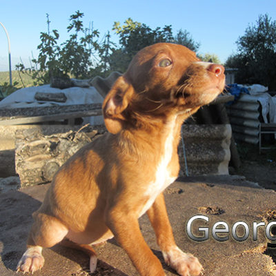 Georgia-(7)web