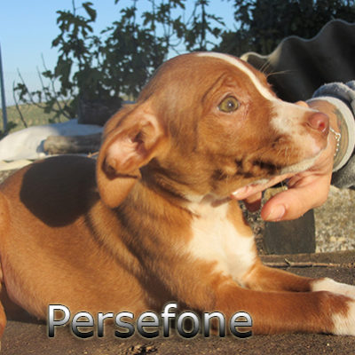 Persefone-(4)web