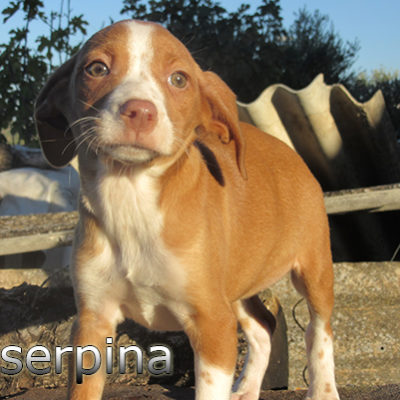 Proserpina-(10)web