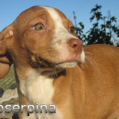 Proserpina-(12)web