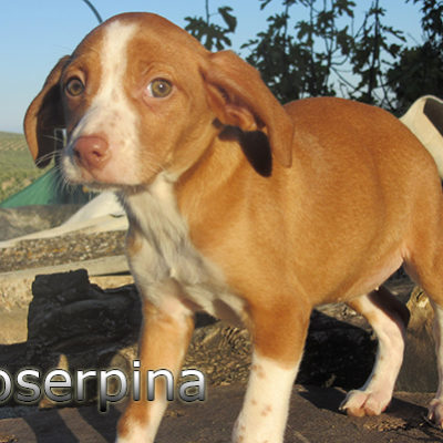 Proserpina-(1)web