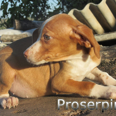 Proserpina-(2)web