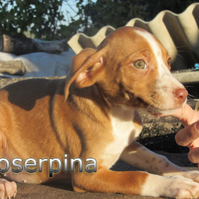 Proserpina-(3)web