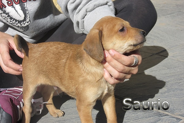 Saurio Â» Tierschutzverein SOS-Dogs e.V.