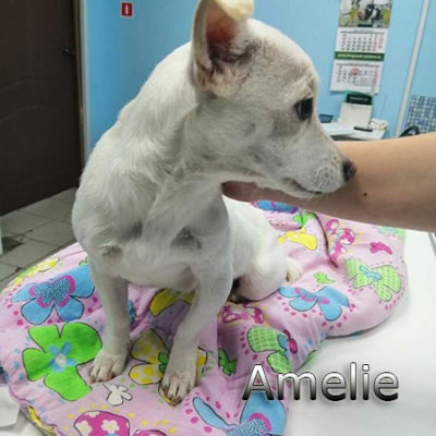 Amelie-(6)web
