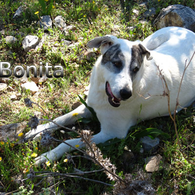 Bonita-(2)web