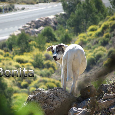 Bonita-(3)web