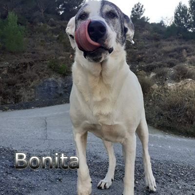 Bonita-(5)web