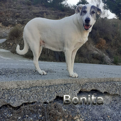 Bonita-(6)web