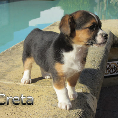 Creta-(8)web