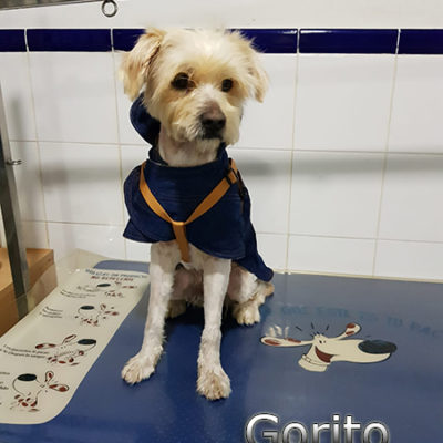 Gorito-(6)web