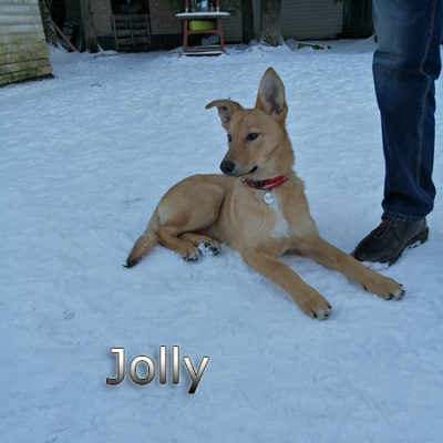 Jolly-(6)web