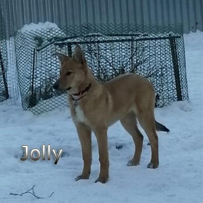 Jolly-(7)web