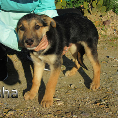 Osha-(2)web