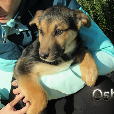 Osha-(4)web