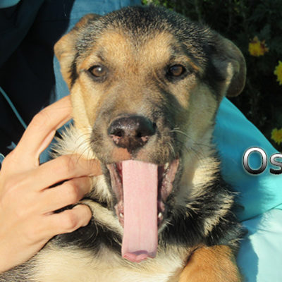 Osha-(6)web